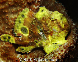 Frogfish - Bonaire taken with an Aquatica housing, Nikon ... by Mark Westermeier 